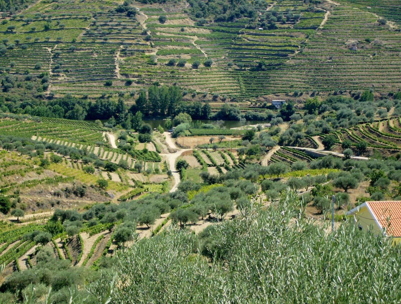 Casa Oliveiras Do Douro Villa Sobreira Exteriör bild