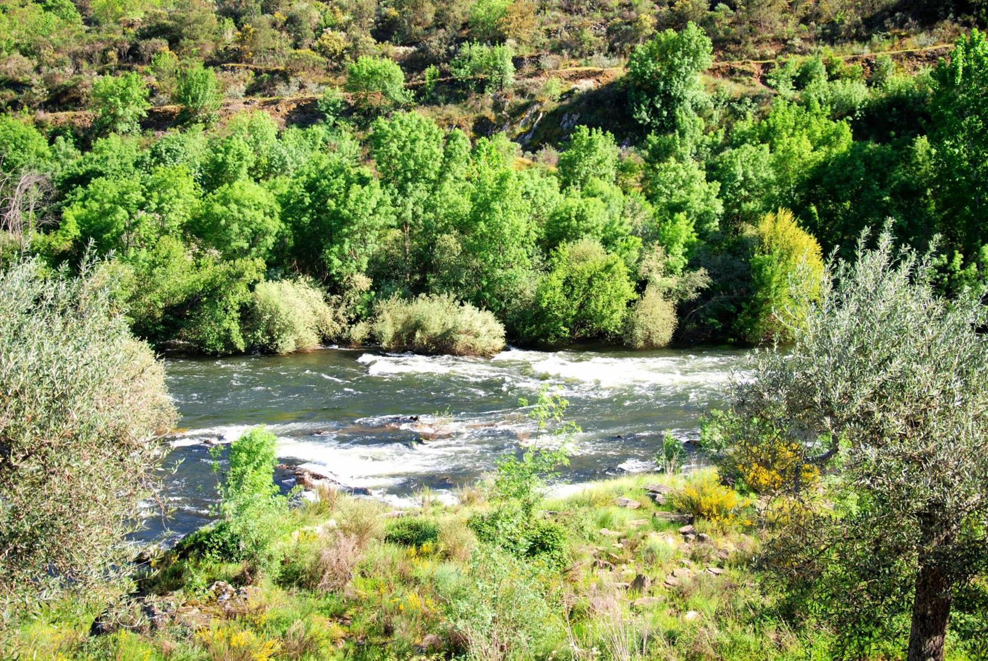 Casa Oliveiras Do Douro Villa Sobreira Exteriör bild