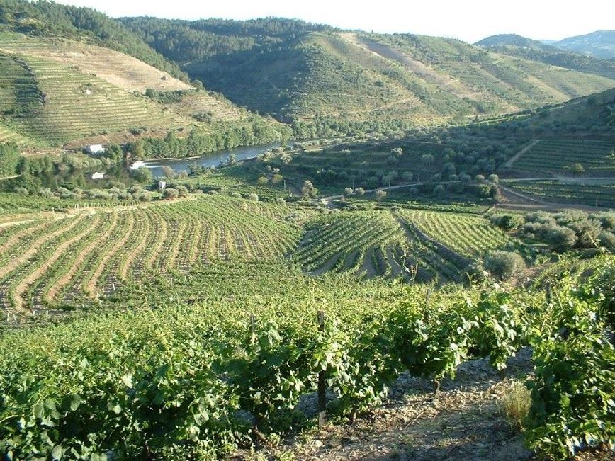 Casa Oliveiras Do Douro Villa Sobreira Exteriör bild